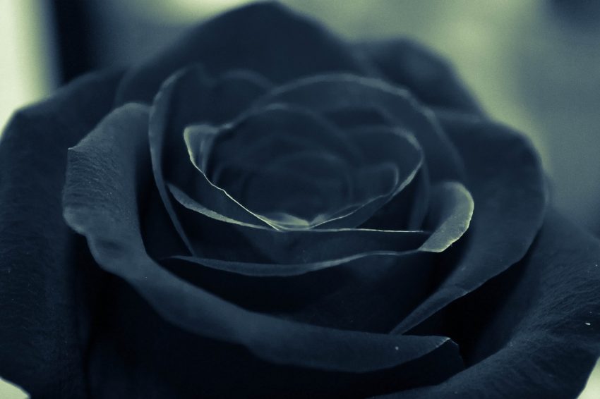 Black Rose